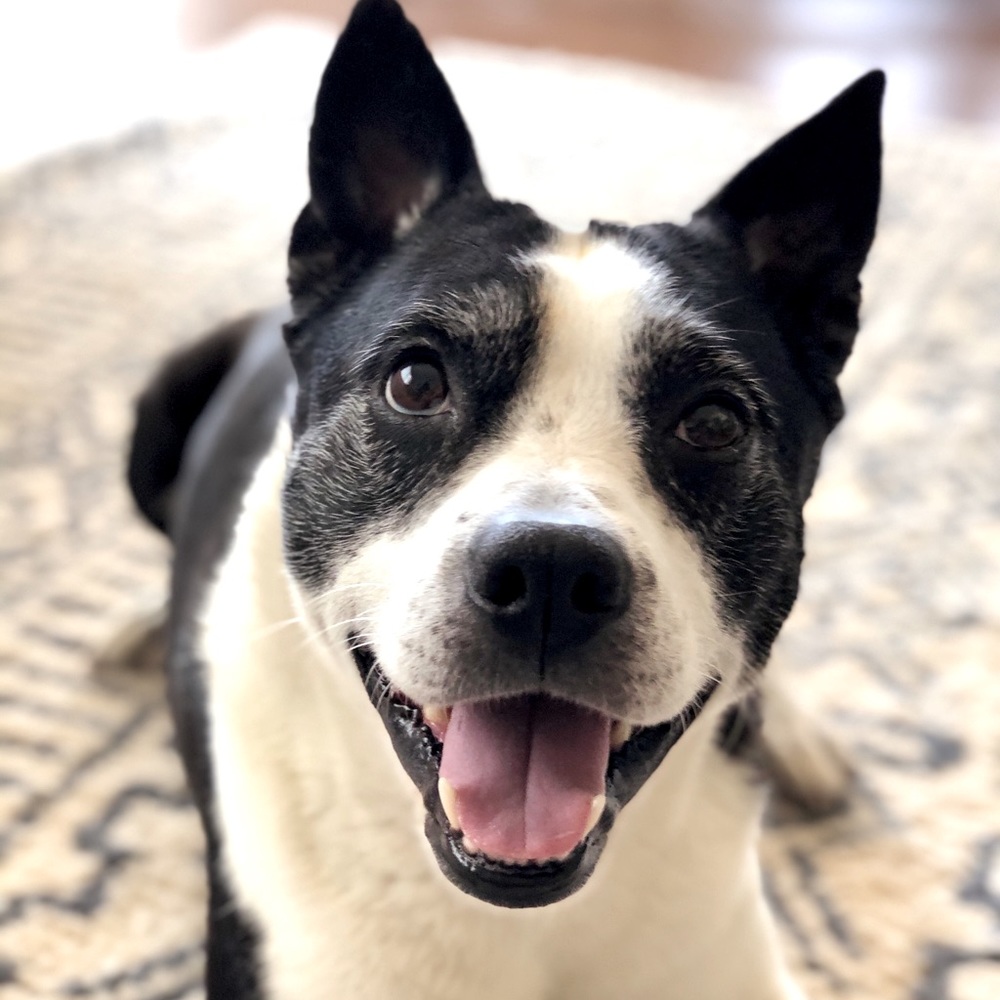 Meet my dog, Bear!